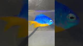 Something is wrong with this fish! 