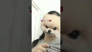 TIKTOK VIRAL TERBARU || TIKTOK STORY PEMERSATU || ASUPAN TIKTOK BERDAMAGE  SHORT #2 2023