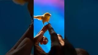 Amazing #viralvideo #cute #bird