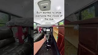 Lab shows off the interior of the bus. #vanlife #busbuild #vanbuild #solofemaletraveler