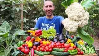 Plentiful Fall Garden Harvest, Organic Backyard Gardening in a Suburban Neighborhood