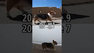 Finally What Helped my Corgi Lose Weight #corgi #weightloss