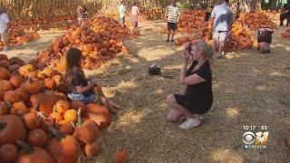 Fall Is Back At The Dallas Arboretum!