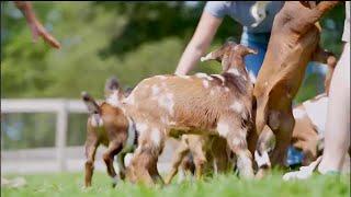 Soda City Living: Goat Daddy’s Farm