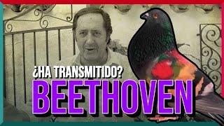 BEETHOVEN  MÚSICO | Ha transmitido en mi palomar ️️???