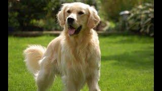 4 you - Funniest Golden Retriever Video