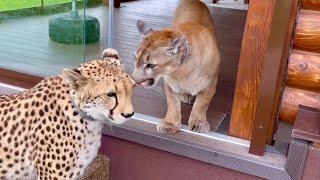 Пума Месси хотел поцеловать гепарда Герду! Как удивительно ведут себя коты после завтрака