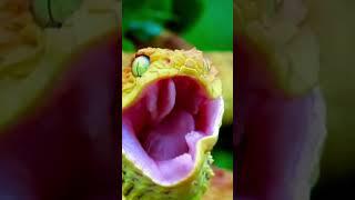 So Beautiful - So Deadly Incredible Nature #shortvideos