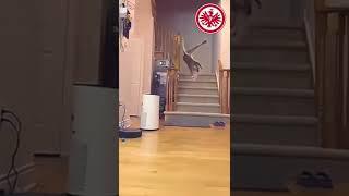 DER BEWEIS: Kevin #Trapp war in seinem ersten Leben eine Katze! #SGE #Eintracht #Frankfurt