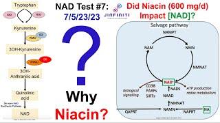 Niacin Increases NAD (Test Results)