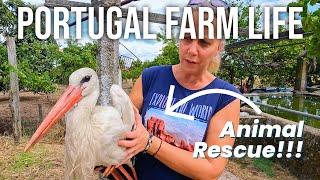 Animal Rescue on the Farm | PORTUGAL FARM LIFE