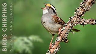 Beautiful Birds Singing - Relaxing Bird Sounds, Morning Symphony for a Refreshing Start