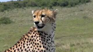 Cheetahs in Kenya's Masai Mara #1 *