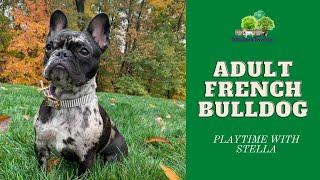 Adult French Bulldog & Adult Frenchton - Playtime With Stella