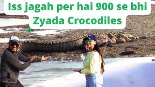 Chambal Nadi Mein Crocodiles boat ke bilkul pass aye  #Chambal #CrocodileSafari #Ranthambore #Wild