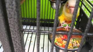 Green Cheek Conure