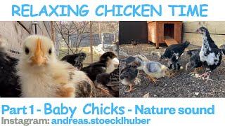 Relaxing chicken time 1 - Baby chicks for kids or to relax (one hour with no ads in between)