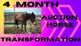 Auction Horse Transforms!!