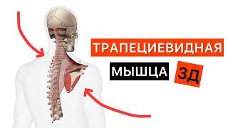 Трапециевидная мышца в 3D. Анатомия мышц спины для массажиста. Трапеция - Trapezius