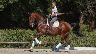 **SOLD** Lusitano GP schoolmaster - the ultimate dream horse (REF#798)