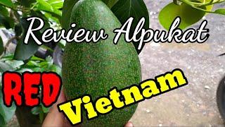 Review Alpukat Red Vietnam