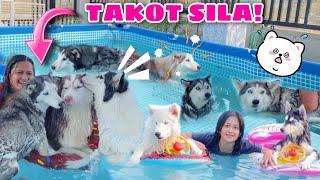 Husky Pack Members In A Pool! | Husky Pack TV