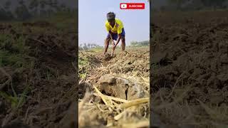 வெண்டை சாகுபடி - பகுதி1,bendi farming - part 1,@kongu_uzhavan, #youtubefeed, #trending, #agriculture