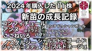 バラの新苗を底面給水プランター(うるオンプランター)で育てています。今年春購入した新苗11株の８月6日の成長をごらん下さい。