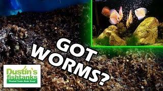 Live Fish Food: How To Grow White Worms as Aquarium Fish Food