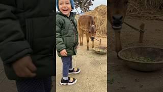 Cow Sound Crazy Cow Sound #shorts #shortvideo #village #animals #cow #sound