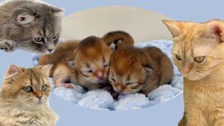 Will Zlata the cat share her newborn kittens with other cats?