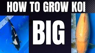 KOI MEASURE UP***NEW METER***NEW FISH ( KOI POND ) #jumbokoi  #largekoi