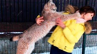 5 причин НЕ ЗАВОДИТЬ РЫСЬ / 5 REASONS NOT TO TAKE A LYNX