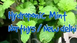 Hydroponics Mint at Northys . New Delhi . INDIA