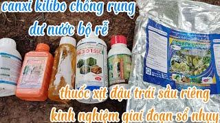 bộ đậu trái sầu riêng chống rụng  canxikilibo hạn chế dư nước rụng trái