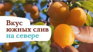 Суперпопулярная слива «Желтая Хопты»