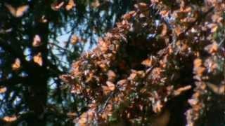 Monarch Migration