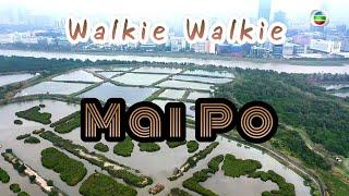 Walkie Walkie : MAI PO | A date with nature at Mai Po