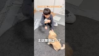 実は…家族で1番仲良しです️ 愛犬はわが家の末っ子長男の言うこと聞く？#shorts