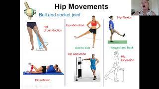 Movements of Synovial Joints