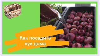Как посадить лук дома