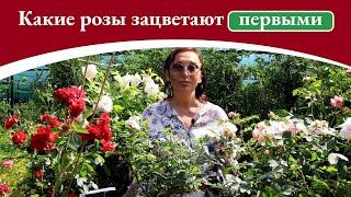 Какие розы зацветают первыми?