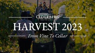 Celebration of the 2023 vintage for Cederberg Wines