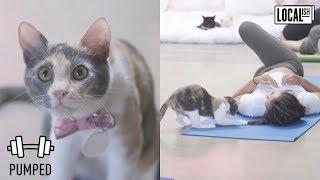 Cat Yoga + Cat Adoptions at Crumbs and Whiskers | Pumped