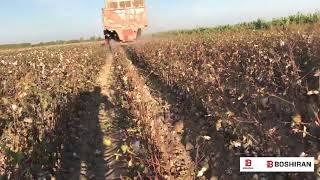 Boshiran Cotton Picker working in Tashkent 1