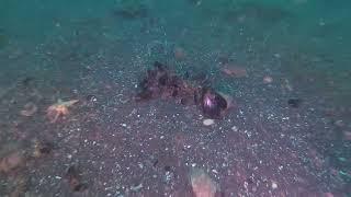 Underwater Footage -  Yellow Bluff, Storm Bay, 21 March 2022