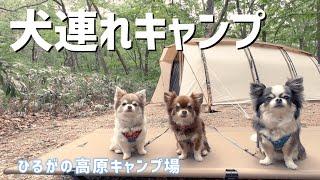 【キャンプ】犬連れキャンプに超おすすめ/プライベート感抜群のサイト　テント/オガワアポロンTC