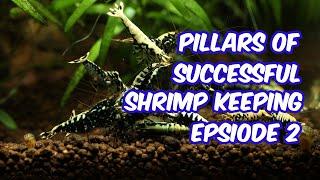 Three Pillars of Shrimp Keeping for Beginners: Episode 2: Quality Shrimp