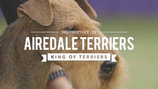 ALL ABOUT AIREDALE TERRIERS: KING OF ALL TERRIERS