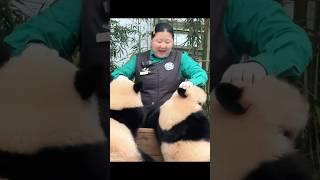 Panda Ruibao and Huibao #pandas #ruibaohuibao #cutepandas